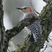 2nd Jan 2023 - red-bellied woodpecker 