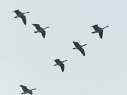 2nd Jan 2023 - Canada geese