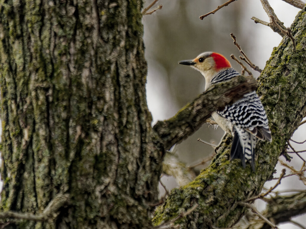 red-bellied woodpecker in a tree by rminer