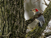 2nd Jan 2023 - red-bellied woodpecker in a tree