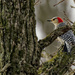 red-bellied woodpecker in a tree by rminer
