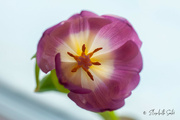 2nd Jan 2023 - Purple tulip