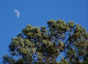 3rd Jan 2023 - Carolina moon...