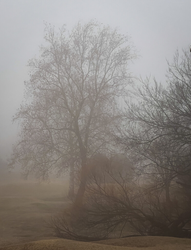 Foggy Morning by 2022julieg