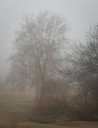 2nd Jan 2023 - Foggy Morning