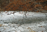 2nd Jan 2023 - Critter prints across the frozen pond.