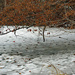 Critter prints across the frozen pond. by larrysphotos
