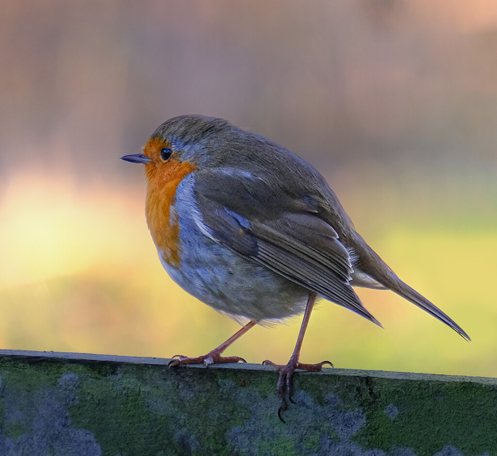 Robin at Whisby Nature Reserve by 365nick