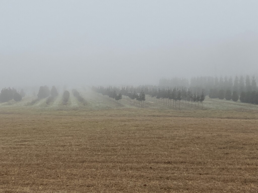 Foggy morning  by rontu