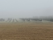 2nd Jan 2023 - Foggy morning 