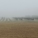 Foggy morning  by rontu