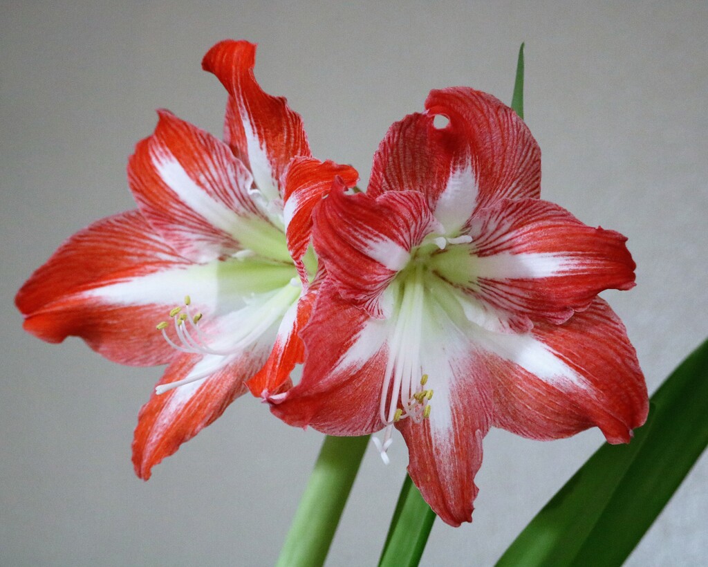 January 2: Amaryllis by daisymiller