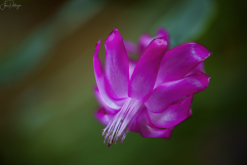 Christmas Cactus by jgpittenger