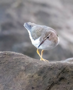 2nd Jan 2023 - Spotted Sandpiper