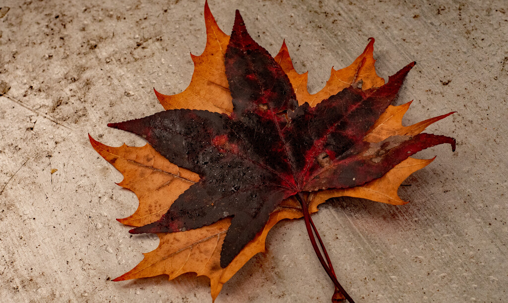 Fallen and Stacked Leaves! by rickster549