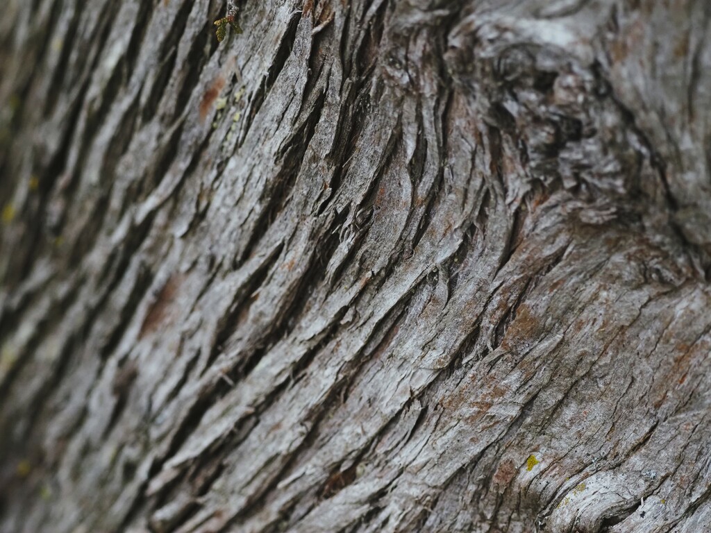 bark by edorreandresen