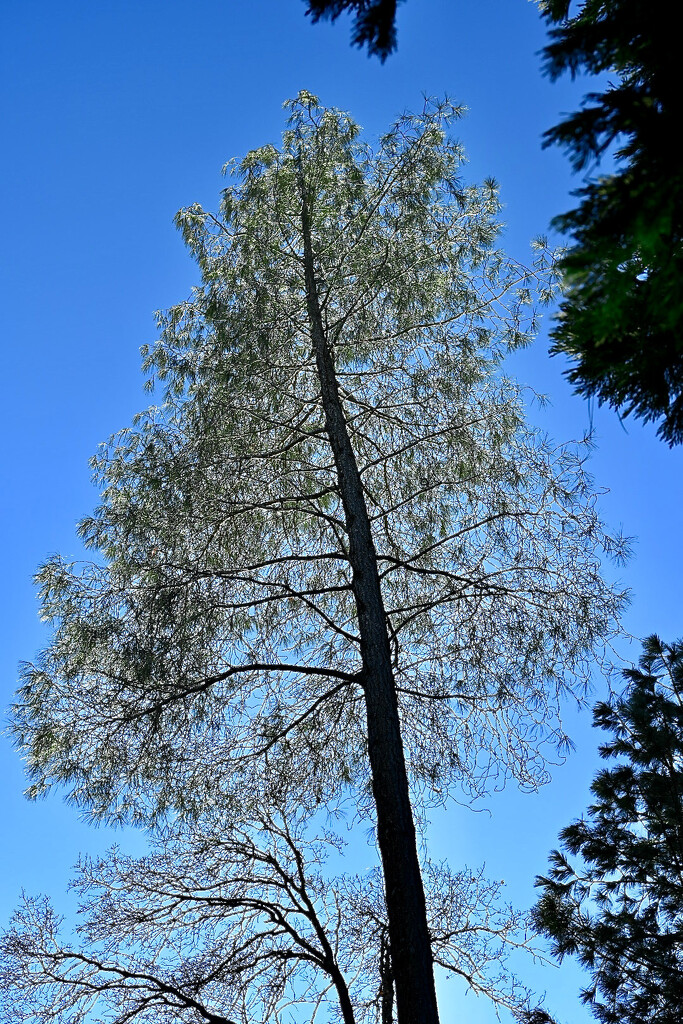 California Grey Pine by ososki