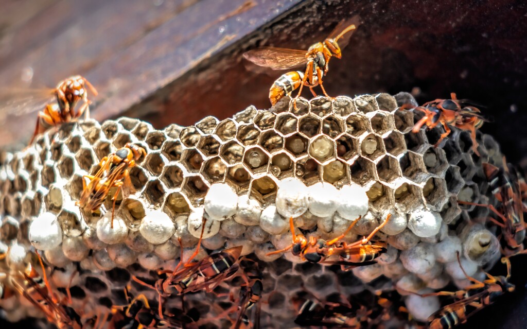 Wasp invasion on our pergolas by ludwigsdiana