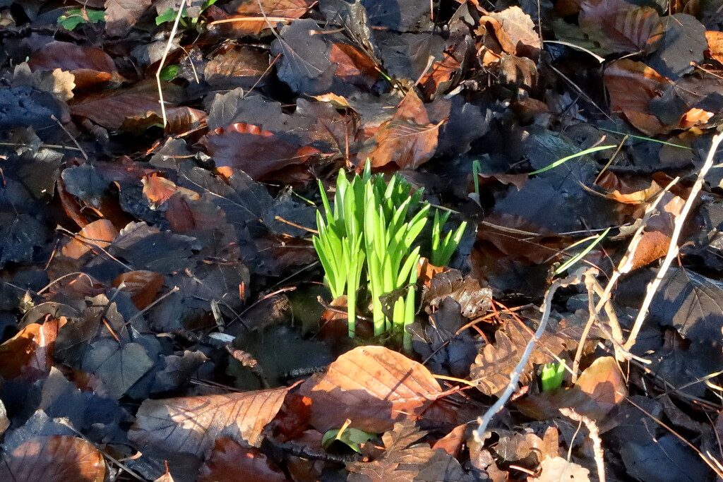 Sign Of Spring by davemockford