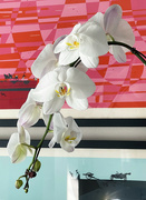 2nd Jan 2023 - My Free Orchid