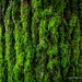 Moss Stripes on Bark by nigelrogers