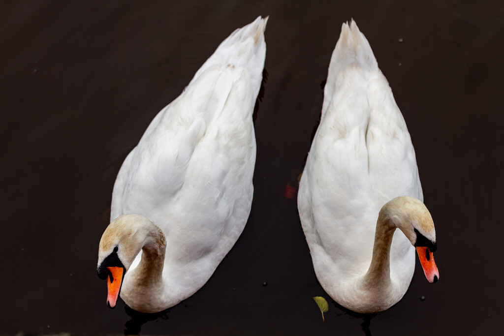 Swans by natsnell