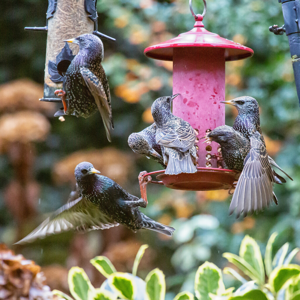 Put the food out and the birds come!! by pamknowler