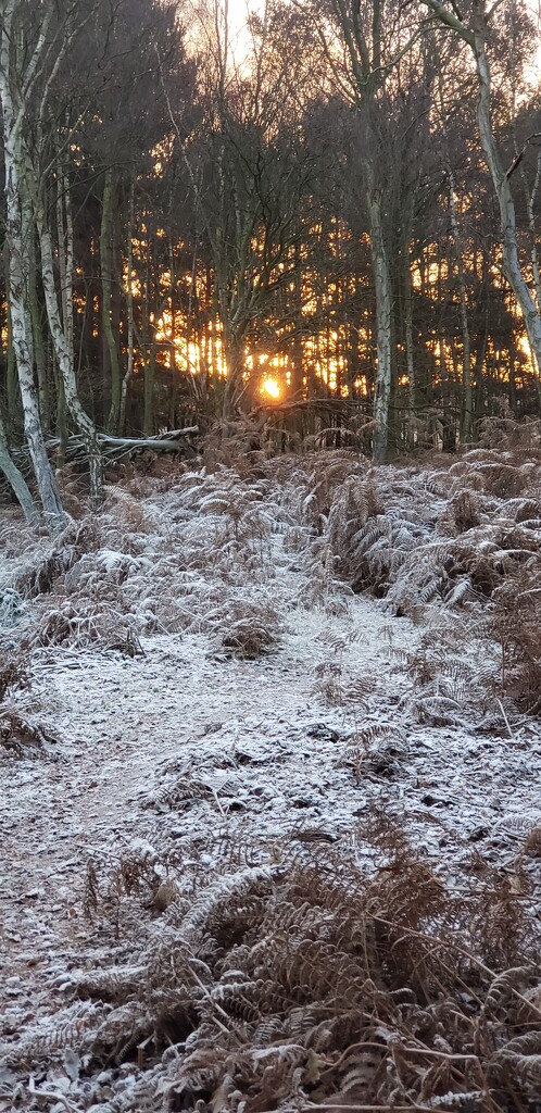 Frosty dawn by shine365