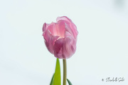 3rd Jan 2023 - Pink tulip 