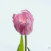 Pink tulip  by elisasaeter