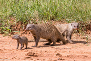 27th Dec 2022 - Banded Mongoose