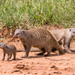 Banded Mongoose by seacreature