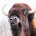 Bison Up Close by randy23