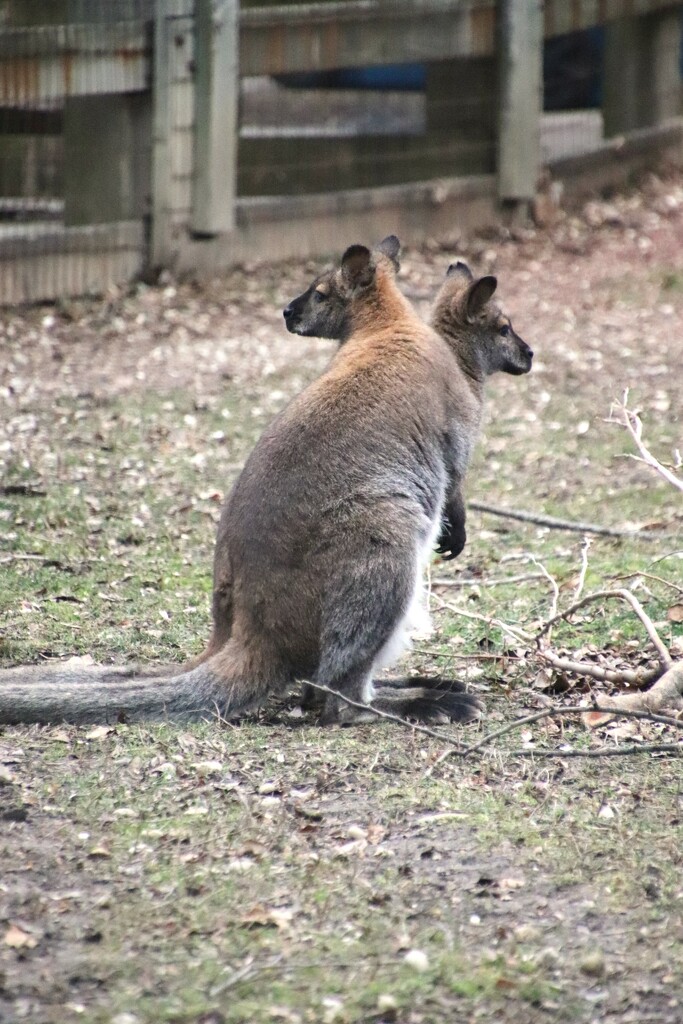 Two Headed Wallaby? by randy23