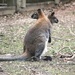 Two Headed Wallaby? by randy23