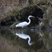 LHG_8829_ Egret fishes in the creek by rontu