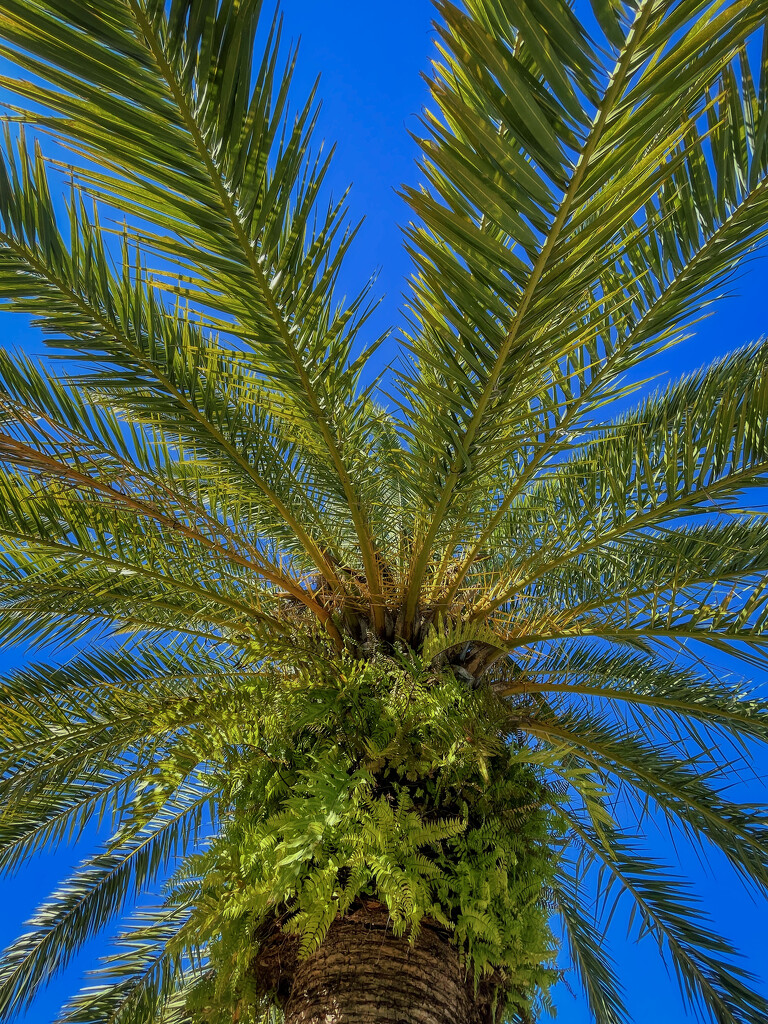 Palm by kvphoto