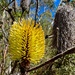 Banksia by gosia