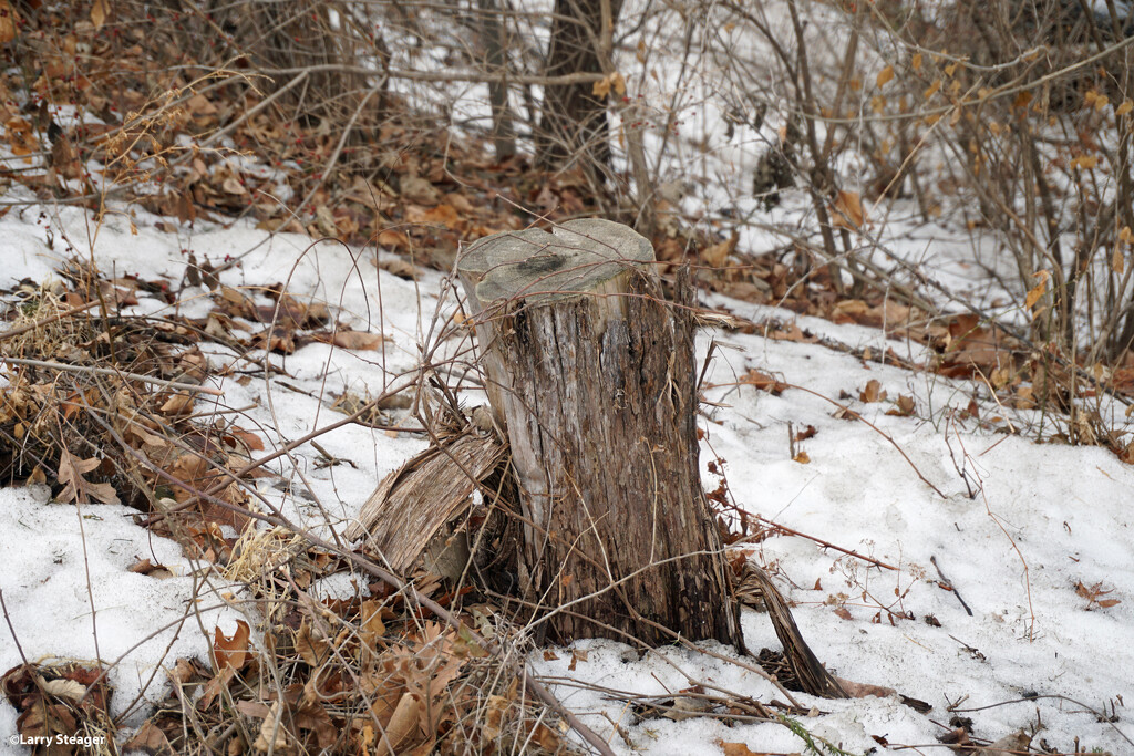 Stump in the snow by larrysphotos