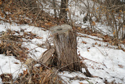 3rd Jan 2023 - Stump in the snow