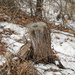 Stump in the snow by larrysphotos