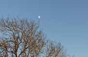 3rd Jan 2023 - Moon in the Afternoon 