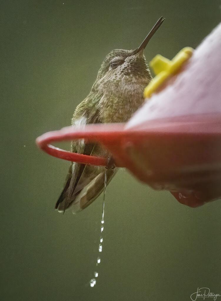 Tiny Annas Peeing with Open Beak  by jgpittenger