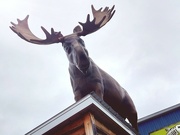 30th Dec 2022 - Roadside Moose