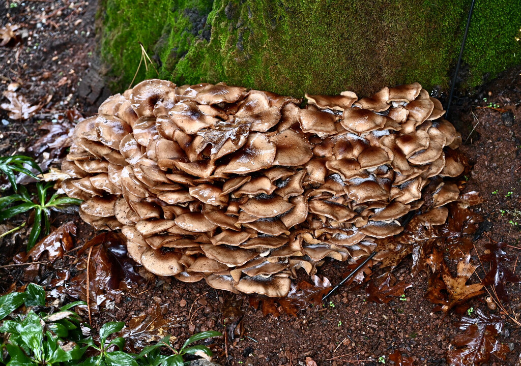 Fungus Amongus by ososki