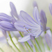 agapanthus in the park by ulla