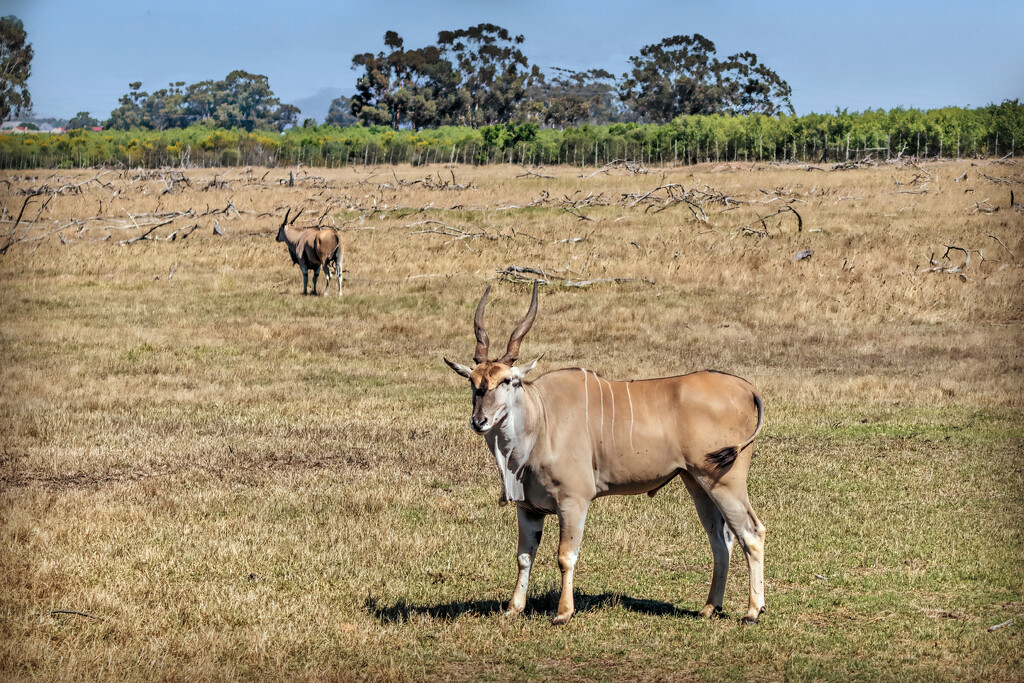 One of the largest antelope by ludwigsdiana