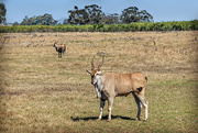 4th Jan 2023 - One of the largest antelope