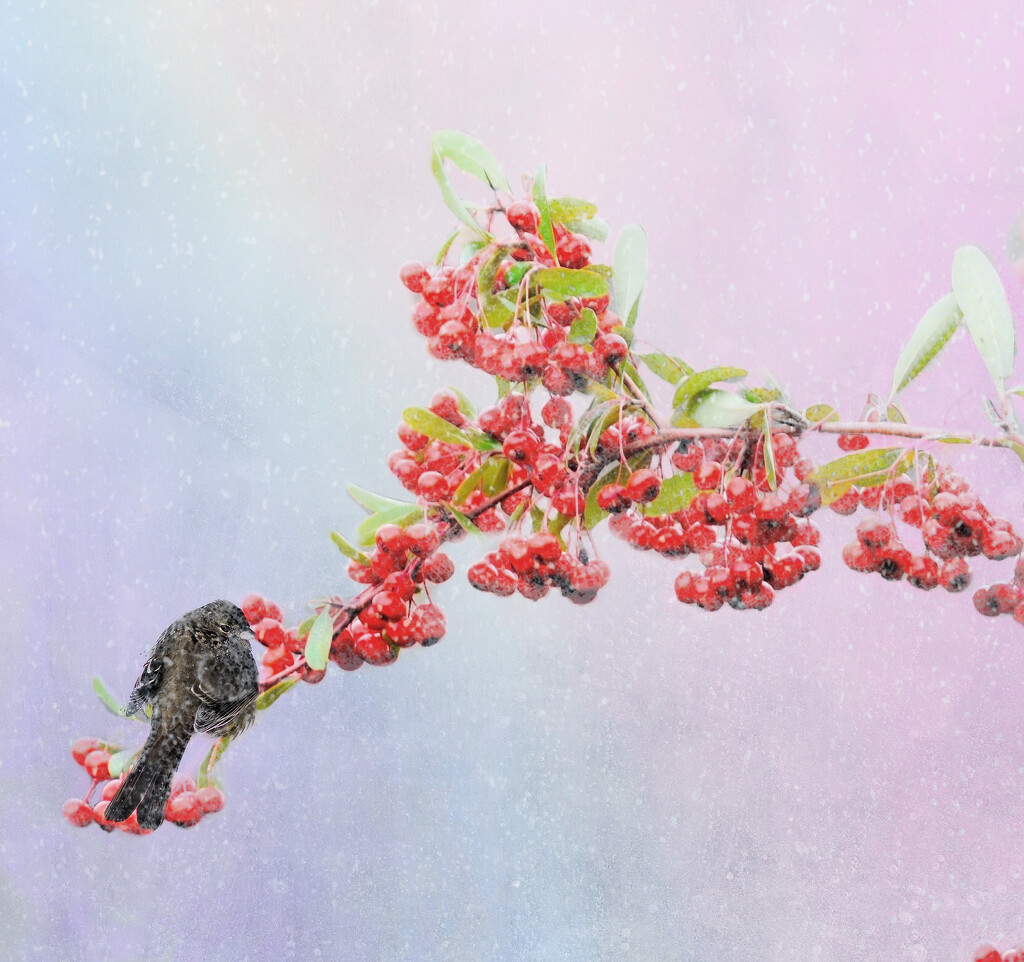 Winter Berries  by joysfocus
