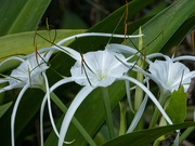 3rd Jan 2023 - spider lily time